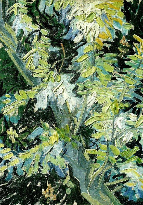 Vincent Van Gogh blommande akaciagrenar oil painting picture